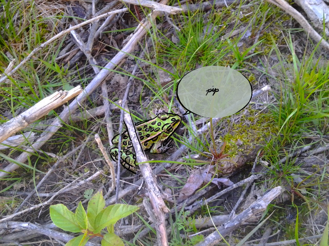 a small frog on wet leaves, with its body outlined in black, with a speech bubble reading 'pip'