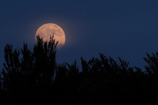 waxing gibbous moon above trees